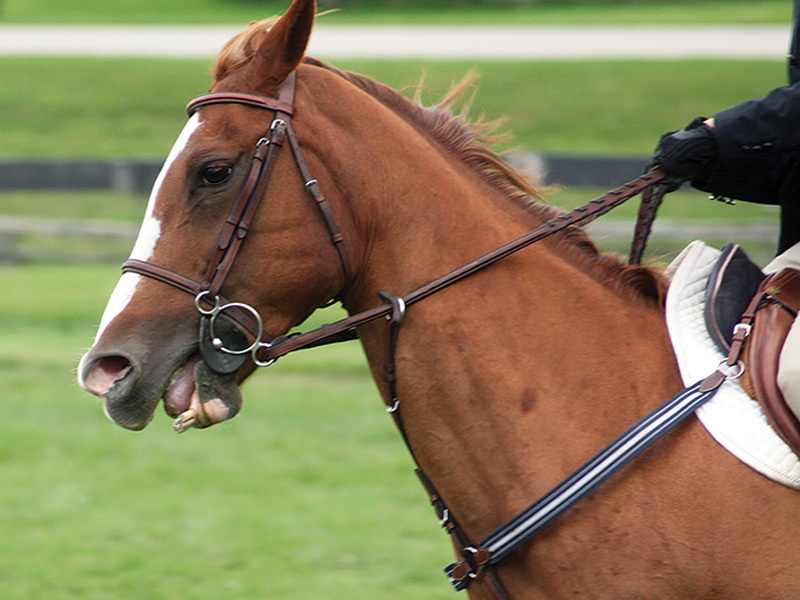horse bits, contact with horse, dull mouth horse, bit evasion, how to get a light mouthed horse, lindsay grice