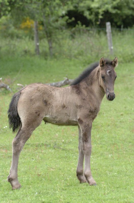 foal pneumonia, rhodococcus equi, harbour r equi, kentucky equine research, equine pneumonia, diseases foals young horsesfoal pneumonia, rhodococcus equi, harbour r equi, kentucky equine research, equine pneumonia, diseases foals young horses, kentucky equine research