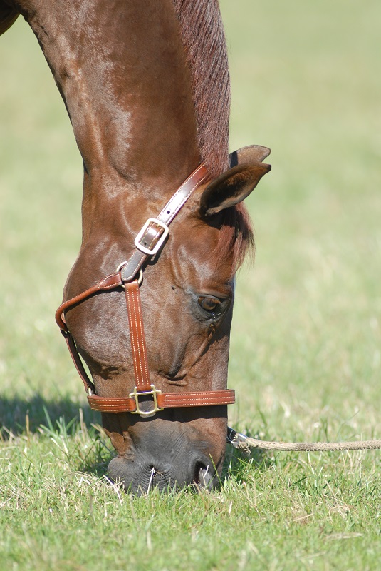 horse digestive system, recovering from horse colic, how to tell if horse has colic, treating colic, kentucky equine research, equine enteroliths, horse ate too much grain and grass