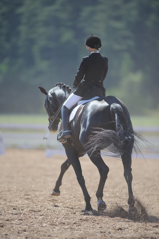 how to break a horse, how to school a horse, will clinging, how to create a bombproof horse