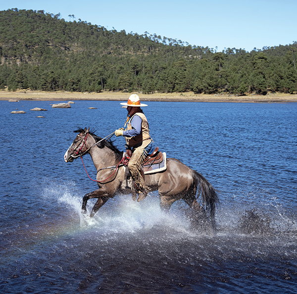 shutter speed 1/500, how to photograph horses, horse photography in motion, action photography horses, equine action photography, photography at horse events, photo of horse using phone, take best horse photos, how to take a conformation photo of horse, make horse look good in photo, shawn hamilton