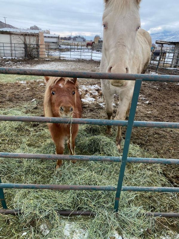 livestock bc flooding 2021, hcbc equine flood relief 2021, horse rescues bc 2021, horse council bc news, hcbc memberships