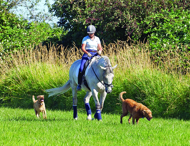 introduce dog horse farm, horses and dogs, the horse listener, herding dogs and horses, working dogs and horses