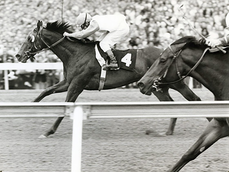 sandy hawley jockey, queen's plate winner, tribal chief racing horse, canadian horse racing, canadian jockeys famous