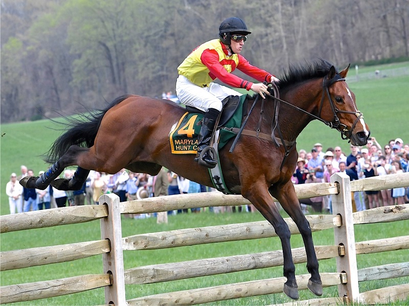 Steeplechaser senior Senator, Hunt Cup, Vicki Crawford, Penn Vet New Bolton Center, tomography system, equine science breakthrough