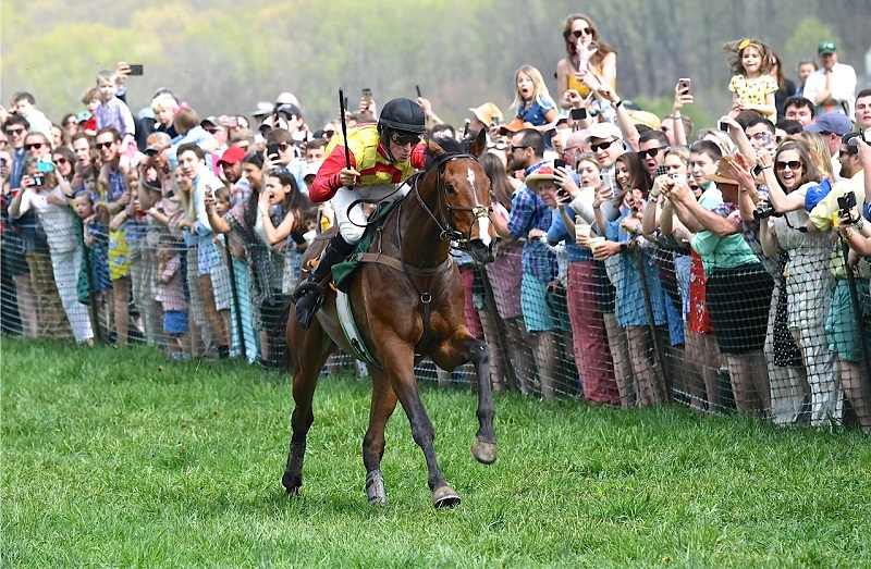 Steeplechaser senior Senator, Hunt Cup, Vicki Crawford, Penn Vet New Bolton Center, tomography system, equine science breakthrough