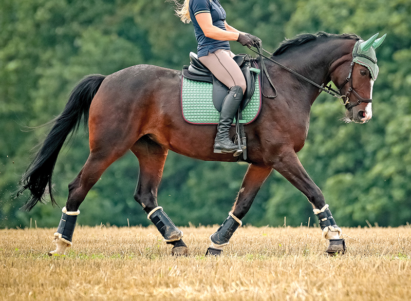 horse to lateral work Jec A. Ballou prancing dressage horses, lateral movements shoulder-in haunches-in dressage exercises, conditioning horse, offer unrivaled conditioning effects for almost any equine athlete