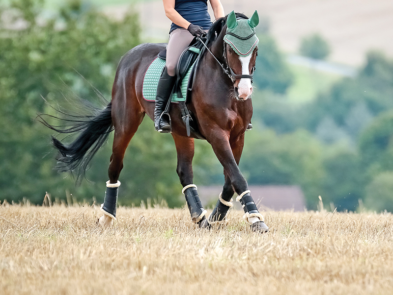horse to lateral work Jec A. Ballou prancing dressage horses, lateral movements shoulder-in haunches-in dressage exercises, conditioning horse, offer unrivaled conditioning effects for almost any equine athlete