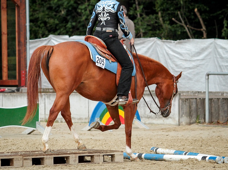 horse rushes, train a horse to wait, horse rushes through gate