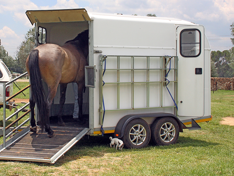 will clinging horse trainer, inexperienced yearling, problem behaviour horses, afraid horses, bad horses, horse rearing