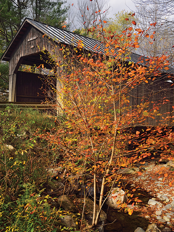 horse riding holidays in vermont, best places horse holiday, horseback riding holidays usa, horse riding in the fall, shawn hamilton, vermont icelandic horse farm