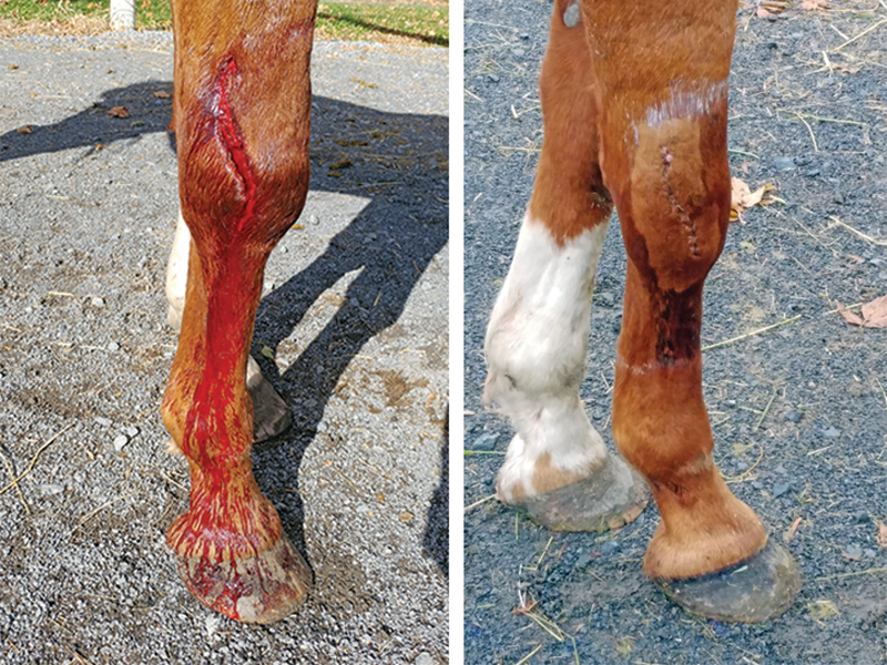 equine first aid, travelling with horses, safe trail riding, safe horse riding, safe equine first aid, horse's wounds, how to take a horse's heart rate, take horse temperature, check if a horse hydrated