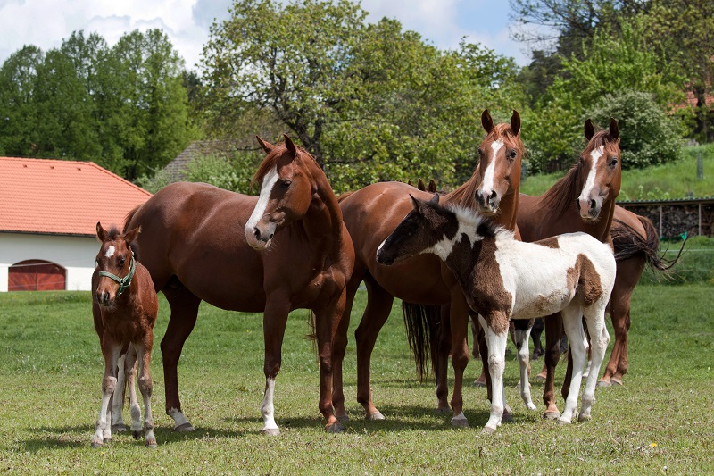 Insurance Coverage for horse industry, natural disaster insurance coverage, Homeowners’ Insurance Policy, horse barn fire coverage, mitigate insurance risks