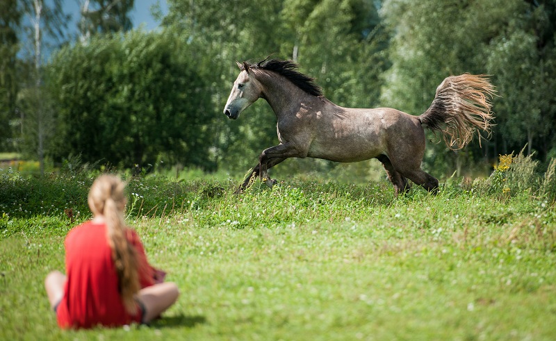 #MeToo in Horse Industry, #MeToo in equine Industry, sexual abuse in Horse Industry, sexual harassment in horse industry, Sexual assault in horse industry