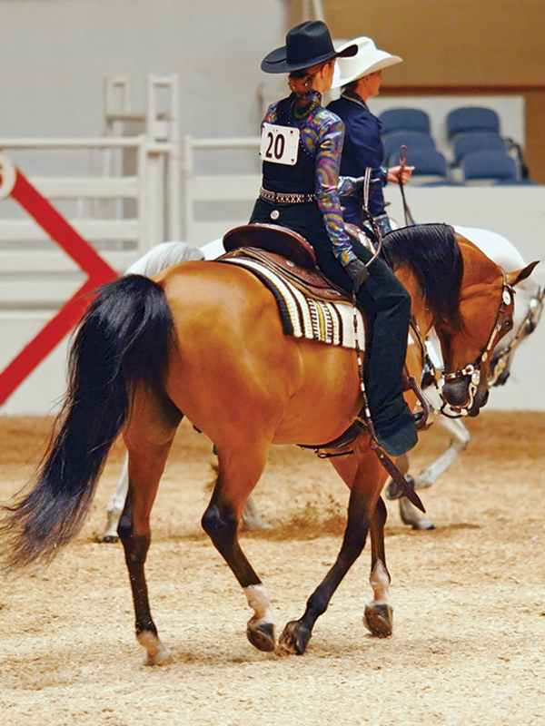 lindsay grice, flat class, how to judge a flat class, how to judge rail class, rules of a flat class, how to prepare flat class, lindsay grice