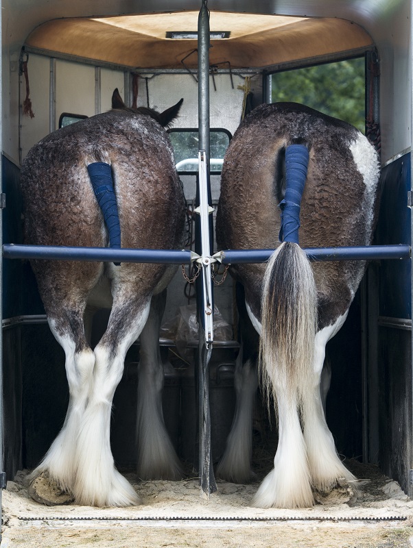 Inside Your Horse Trailer, horse to transport my horse safely, what type of horse trailer should i buy, best horse trailers, shipping fever, pleuropneumonia, kevan garecki