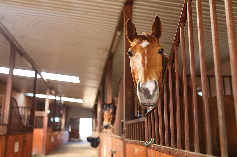 design Horse Stall layout, Eileen Wheeler, Ph.D., Professor of Agricultural Engineering, dimensions of horse stall, ventilating horse stall, equine respiratory, lights for horse stall, flooring for horse stall