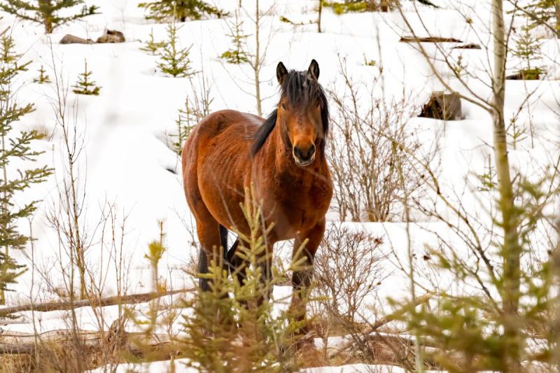 wild horses of alberta