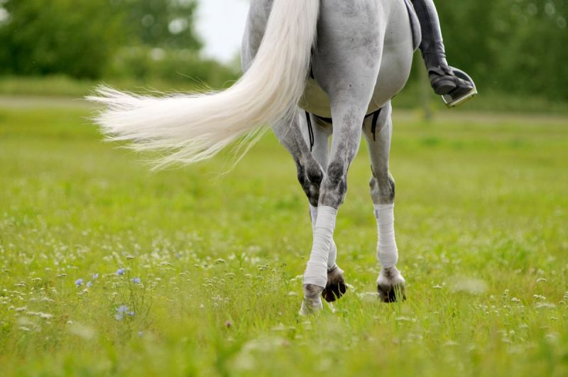 spring conditioning horse, spring horse exercises, prepping your horse for show, exercising horse, jec ballou, equine groundwork, horse, dressage horse exercises, jumper horse exercises, western horse exercises, hunter horse exercises