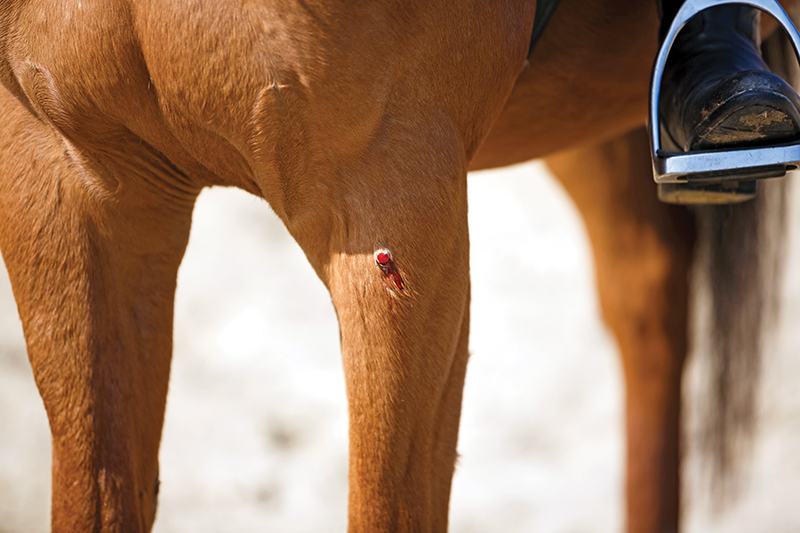 equine first aid, travelling with horses, safe trail riding, safe horse riding, safe equine first aid, horse's wounds, how to take a horse's heart rate, take horse temperature, check if a horse hydrated