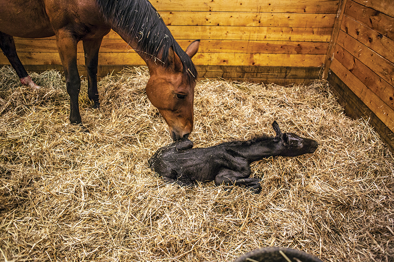 design Horse Stall layout, Eileen Wheeler, Ph.D., Professor of Agricultural Engineering, dimensions of horse stall, ventilating horse stall, equine respiratory, lights for horse stall, flooring for horse stall