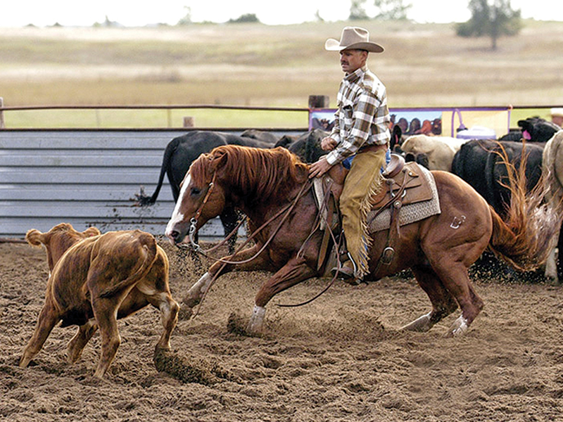 canter pirhouettes, cow horse stops, reining spin, footfalls reining, clix photography, tania millen, shawna sapergia, vern sapergia, cow horse turnaround, how to turn reining horse around, canter turns