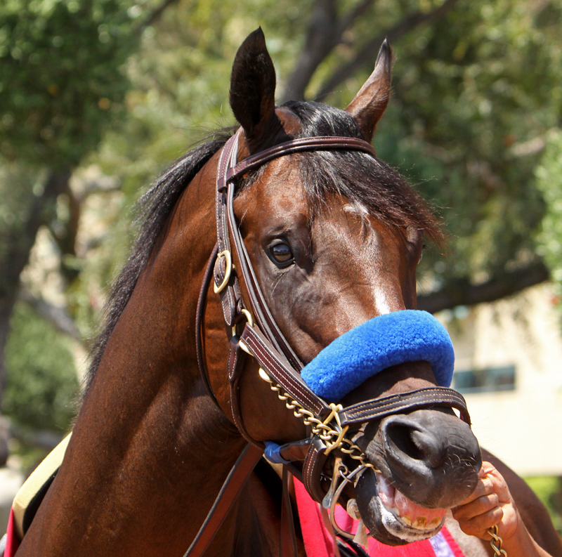 Retraining Thoroughbreds, new careers Thoroughbreds, Barbara Sheridan Equine Guelph, Garry Westergaard, Priscilla Clark Tranquility Farm, thoroughbred career change, Jocelyn Inglehart, Wendy Muir, Jane Avril 