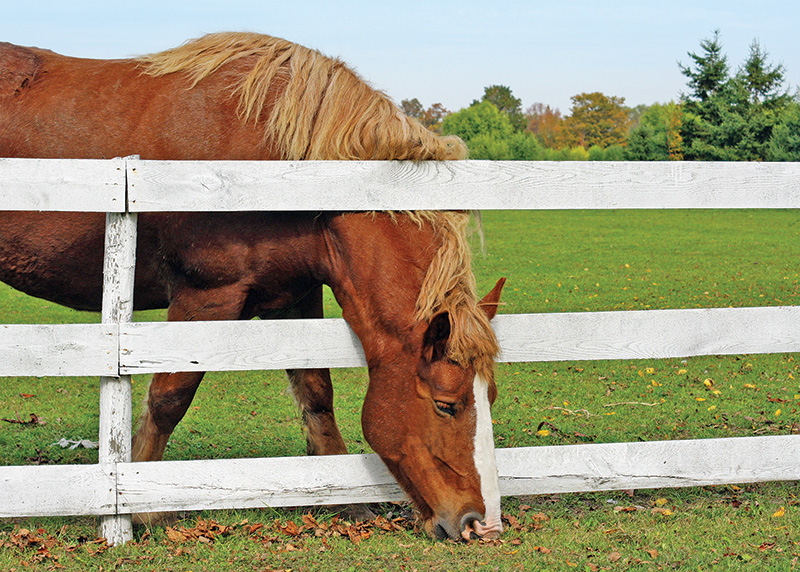 what is the safest type of horse fencing? What is most functional type of horse fencing? different types of horse fencing, vinyl horse fencing, electric horse fencing, polywire horse fencing, tape horse fencing
