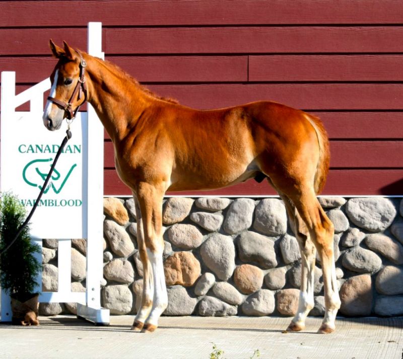 CWHBA Fall Classic Breeders Sale 2020, chelletto z warmblood, meer kat warmblood mare, nikita warmblood filly, abira warmblood yearling, sir peter in florence weanling, inshallah