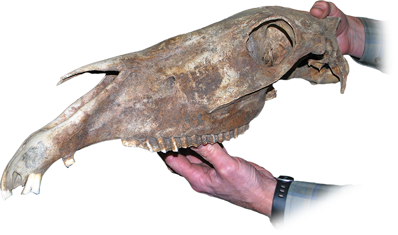 history of horses in canada, canadian horse history, Sir Donald Smith, Edward Mallandaine, canadian equine history