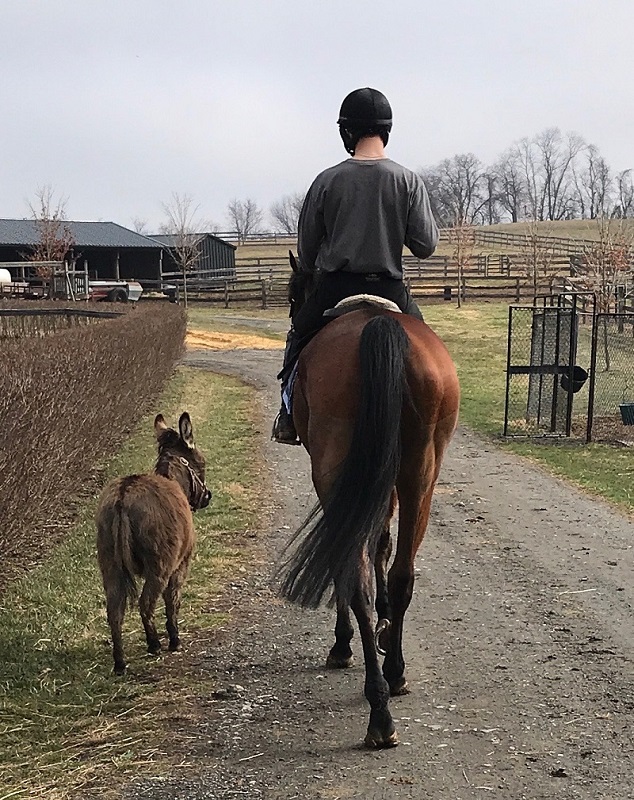 Steeplechaser senior Senator, Hunt Cup, Vicki Crawford, Penn Vet New Bolton Center, tomography system, equine science breakthrough