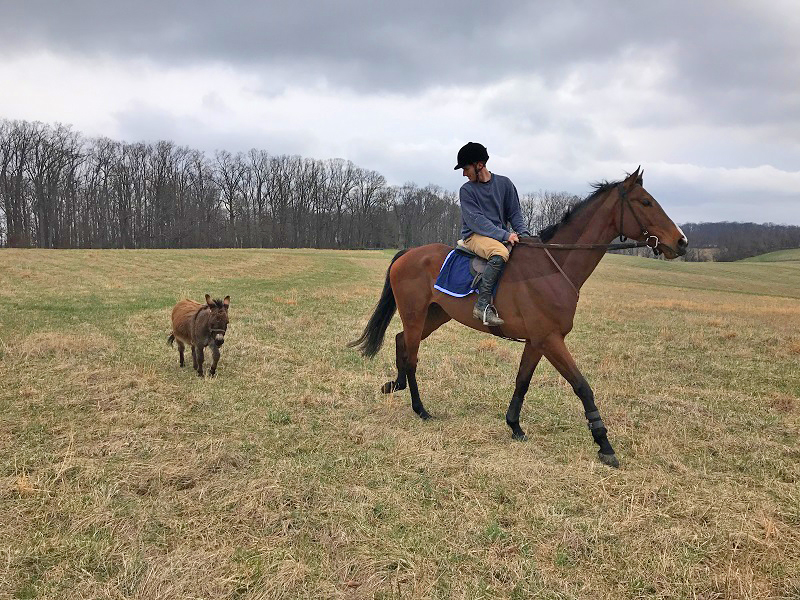 Steeplechaser senior Senator, Hunt Cup, Vicki Crawford, Penn Vet New Bolton Center, tomography system, equine science breakthrough
