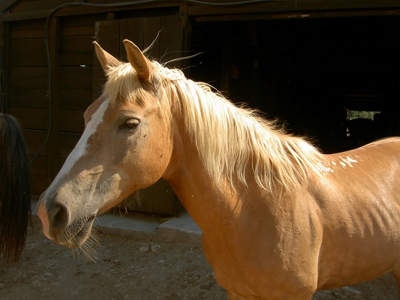 9 Point Saddle Fit, Jochen Schleese, proper horse saddle fitting, Withers Clearance, Gullet width, channel Width, horse saddle tree angle, equine saddle fitting
