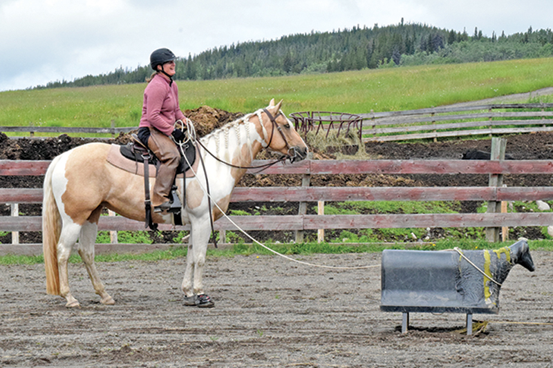 how to rope a cow, roping with horses, cowboy roping, ross smith president canadian ranch roping association, 