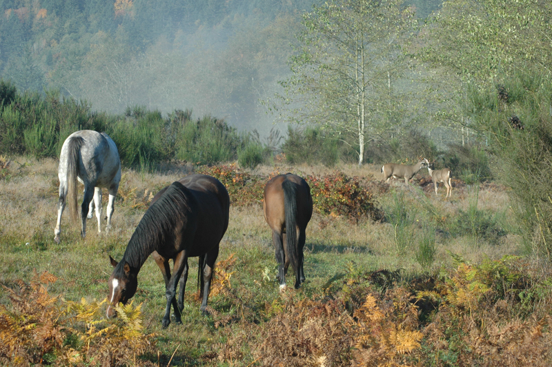 Retraining Thoroughbreds, new careers Thoroughbreds, Barbara Sheridan Equine Guelph, Garry Westergaard, Priscilla Clark Tranquility Farm, thoroughbred career change, Jocelyn Inglehart, Wendy Muir, Jane Avril 