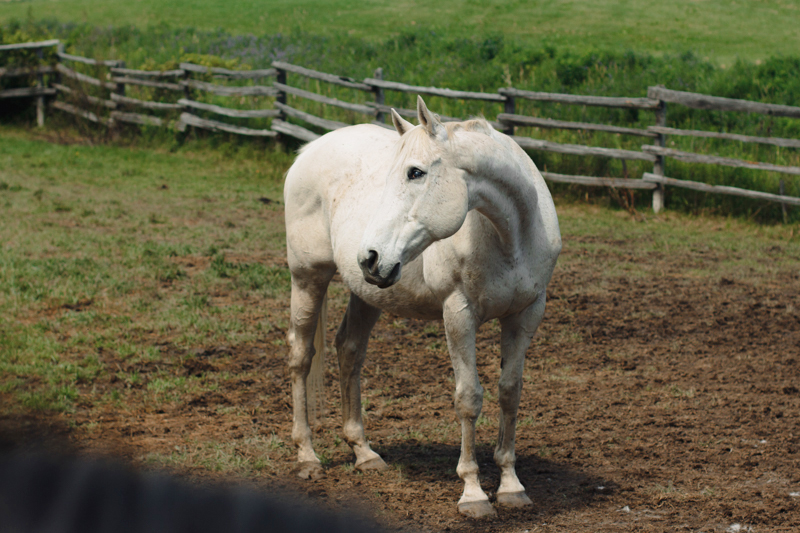 Retraining Thoroughbreds, new careers Thoroughbreds, Barbara Sheridan Equine Guelph, Garry Westergaard, Priscilla Clark Tranquility Farm, thoroughbred career change, Jocelyn Inglehart, Wendy Muir, Jane Avril 