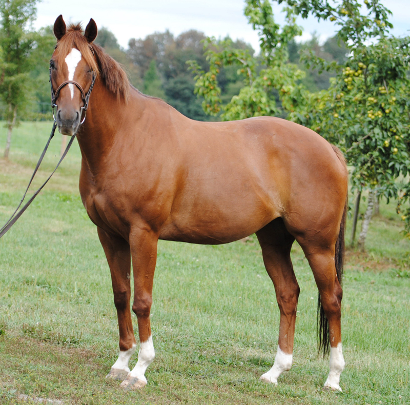 Retraining Thoroughbreds, new careers Thoroughbreds, Barbara Sheridan Equine Guelph, Garry Westergaard, Priscilla Clark Tranquility Farm, thoroughbred career change, Jocelyn Inglehart, Wendy Muir, Jane Avril 