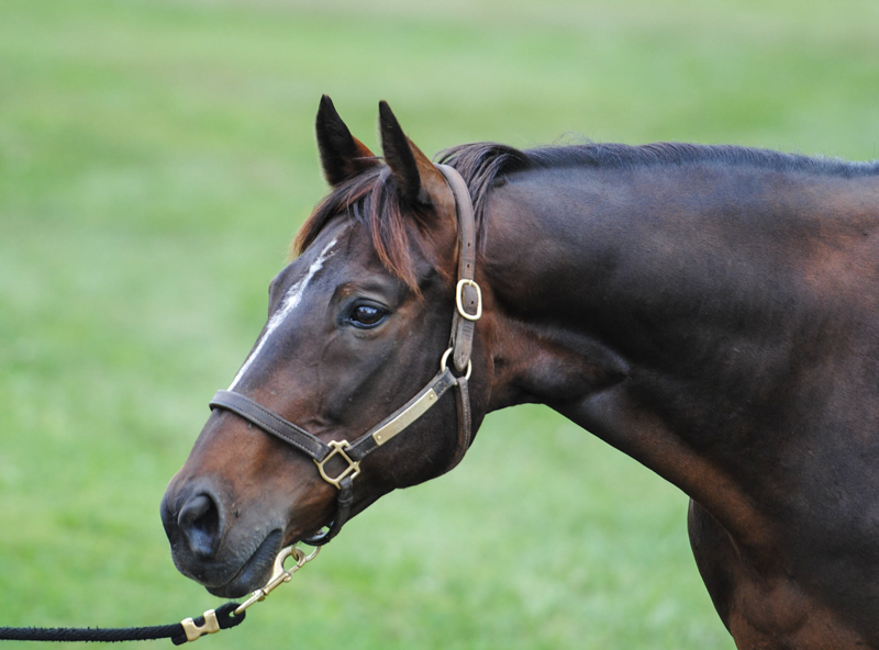 Retraining Thoroughbreds, new careers Thoroughbreds, Barbara Sheridan Equine Guelph, Garry Westergaard, Priscilla Clark Tranquility Farm, thoroughbred career change, Jocelyn Inglehart, Wendy Muir, Jane Avril 