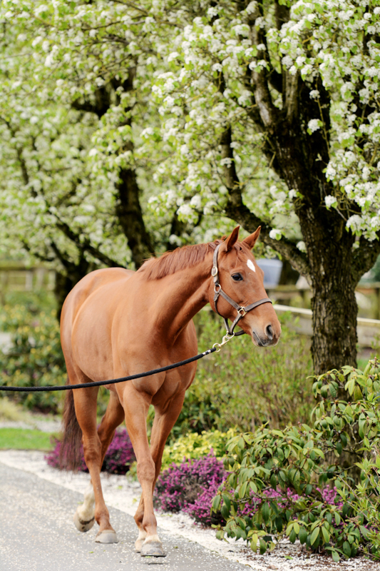 Retraining Thoroughbreds, new careers Thoroughbreds, Barbara Sheridan Equine Guelph, Garry Westergaard, Priscilla Clark Tranquility Farm, thoroughbred career change, Jocelyn Inglehart, Wendy Muir, Jane Avril 