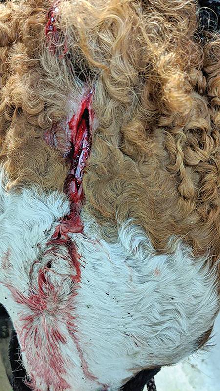 equine first aid, travelling with horses, safe trail riding, safe horse riding, safe equine first aid, horse's wounds, how to take a horse's heart rate, take horse temperature, check if a horse hydrated