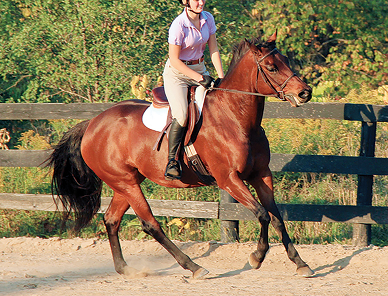 lindsay grice, preparing for a horse competition, psychology of riding horses, helping an anxious horse, horse refuses, horse won't cooperate