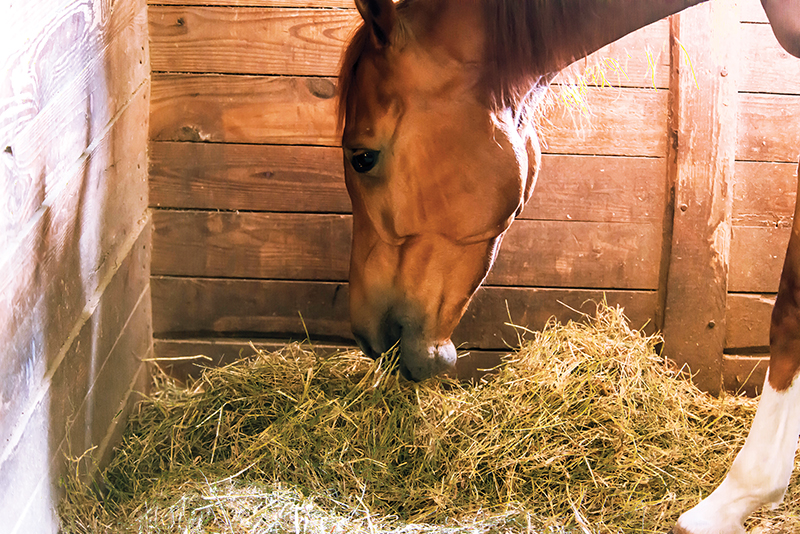 design Horse Stall layout, Eileen Wheeler, Ph.D., Professor of Agricultural Engineering, dimensions of horse stall, ventilating horse stall, equine respiratory, lights for horse stall, flooring for horse stall