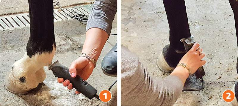 how to properly clip your horse's face, how to clip horse's Bridle, path, how to clip horse's legs