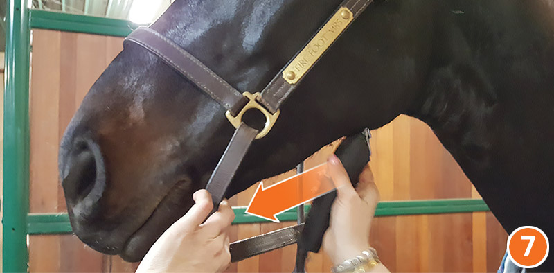 how to properly clip your horse's face, how to clip horse's Bridle, path, how to clip horse's legs