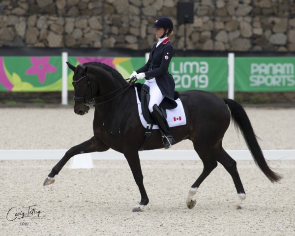 can-am equine expo ontario, buy can-am tickets, tina irwin dressage, david cowley extreme cowboy racing, greg crispin cow horse reiner