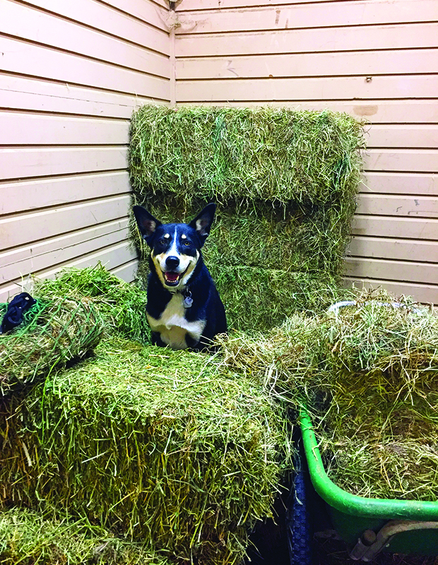 introduce dog horse farm, horses and dogs, the horse listener, herding dogs and horses, working dogs and horses