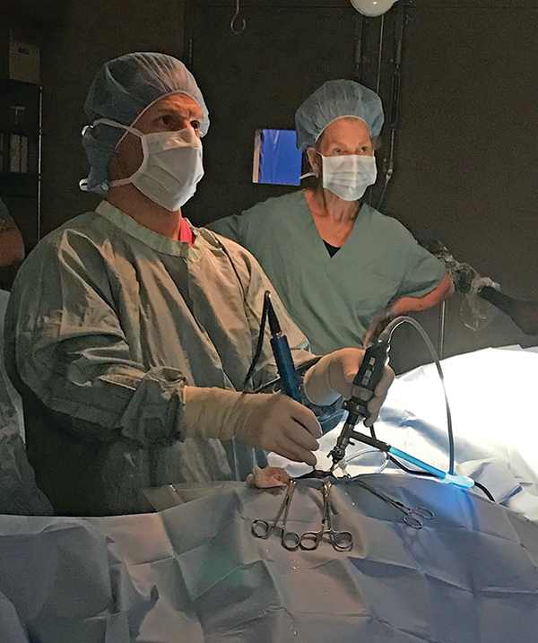 horse tossing head, horse resisting bit, does my horse have tmd? horse misbehaving, equine surgery for tmd, wcvm equine tmd research, margaret evans