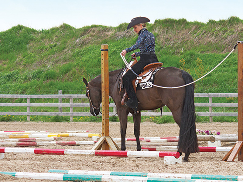 train horse to wait, stop a horse rushing, horse wait before walking