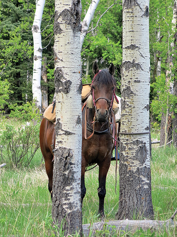 horse camping tips, some ways to improve horse camping, go camping with your horse