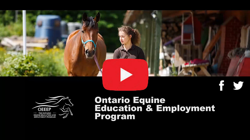 OEEEP Brian Tropea Ontario Harness Horse Association, Ontario Equcation and Employment Program, horse people in canada